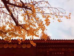-千年银杏谷文化旅游区