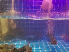 -银鲨海鲜烤肉火锅自助餐厅(五星店)