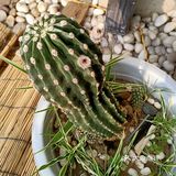 金琥之花