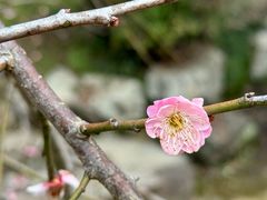 -杭州植物园