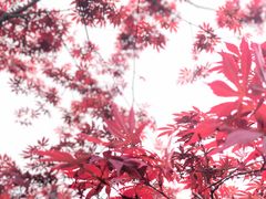 -贵州省植物园