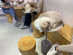 -Heymao猫咖.咖啡厅(东门店)