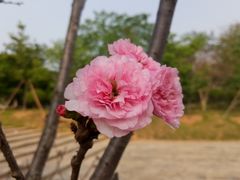 樱花-广东工业大学(大学城校区)