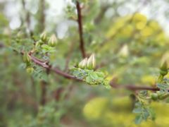 -洛阳郁金香牡丹园