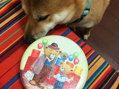 -香港珍妮曲奇聪明小熊饼干(迪美购物中心店)