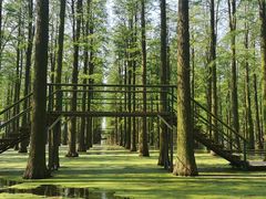 -渌洋湖湿地公园