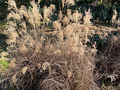 -杭州植物园