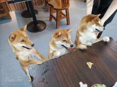 -柴源莊·柴小宠柴犬咖啡