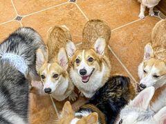 -柯斗斗主题餐厅·狗咖·围炉煮茶·茶饮(国瑞升平里店)