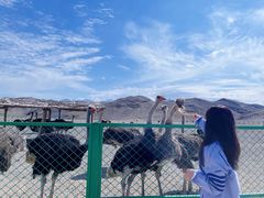 -新疆天山野生动物园