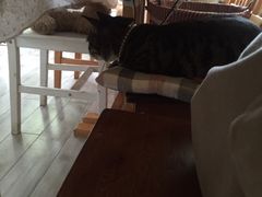 -海边的猫和咖啡馆