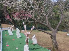 -香雪海