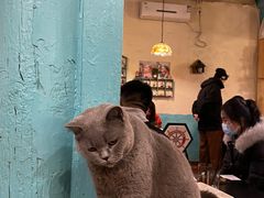 -猫小院猫主题咖啡厅(北锣店)