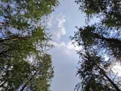 -昆山城市生态森林公园