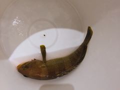 -海九澎湖海鲜餐厅