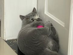 -欣宠猫屋·矮脚拿破仑·蓝金金渐层