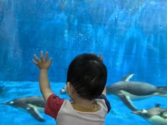 -华夏文旅海洋公园