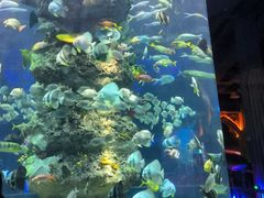 -芜湖新华联大白鲸海洋公园