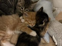 -Global酒吧(五道口店)