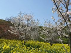 -苏州上方山国家森林公园