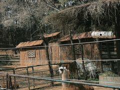 -沈阳森林动物园