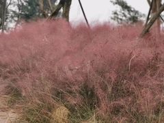 -白鹭湾湿地公园