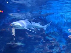 -烟台海昌鲸鲨海洋公园