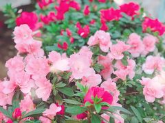 -石家庄市植物园