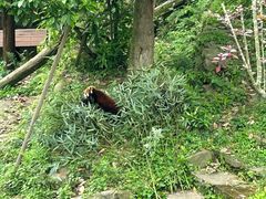 -都江堰中华大熊猫苑