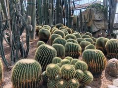-南山植物园