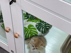 -青奢宠物·青奢猫舍