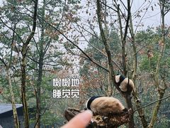 -都江堰中华大熊猫苑