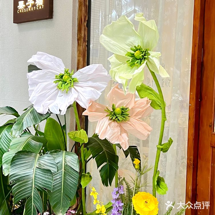 生日餐厅别纠结噜🎂来栗子猫拍照吼出片 