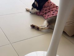 -怪兽屋·羊驼·猫咖·狗咖(俊华广场店)