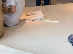 -飞行喵MR PILOT|猫舍·猫咖(静安大融城店)