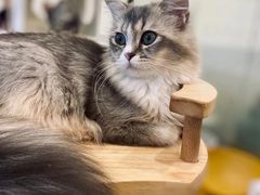 -有喵·猫咖·狗咖·30几只猫10只小狗(岗厦店)