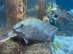 -太平洋海底世界