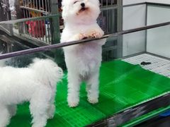 -中环花鸟鱼虫市场