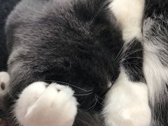 -我爱猫咪·猫咖·狗咖·安哥拉兔·羊驼咖(小寨华旗店)