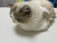 -瑞派宠物医院·24小时骨科·心脏·核磁(哈尔滨南岗店)