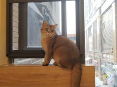 -滚猫咖啡·猫咖·猫友好撸猫(未来城店)