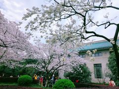 -武汉大学-樱园
