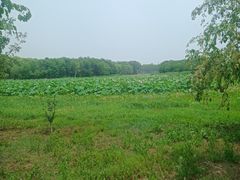-东郊湿地公园