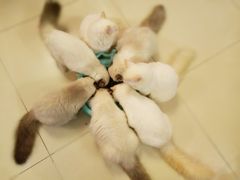 -猫咪咖啡店(新城大街店)