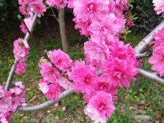 -南汇水蜜桃采摘(大团店)