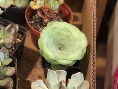 -双季花艺园艺市场(浦东店)