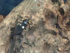 -上海昆虫博物馆