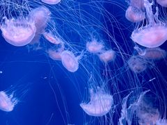 -泉城欧乐堡海洋极地世界