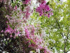 -深圳国际园林花卉博览园