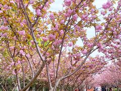 -高东镇樱花园